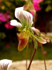 imagen orquidea