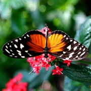 imagen mariposa hermosa
