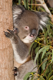 imagen koala