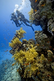 imagen buzos jardin de coral